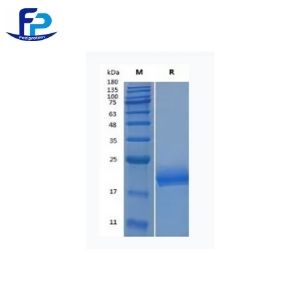 Recombinant Human IL-4重组人白介素-4