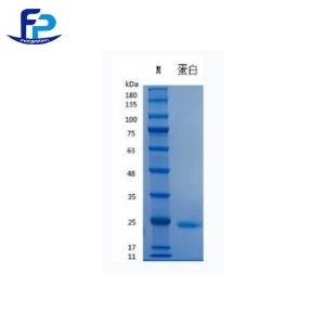 Recombinant Human IL-6重组人白介素-6