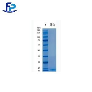 Recombinant Human IL-7重组人白介素-7