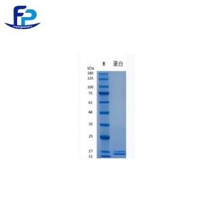 Recombinant Human IL-13重组人白介素-13