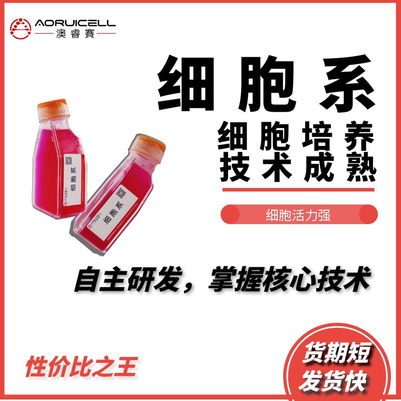 VMRC-RCW（肾细胞癌）