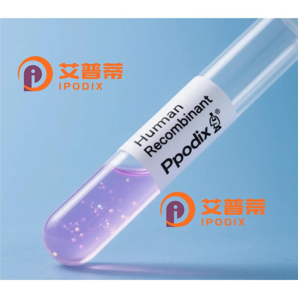 NUP62抗体—艾普蒂