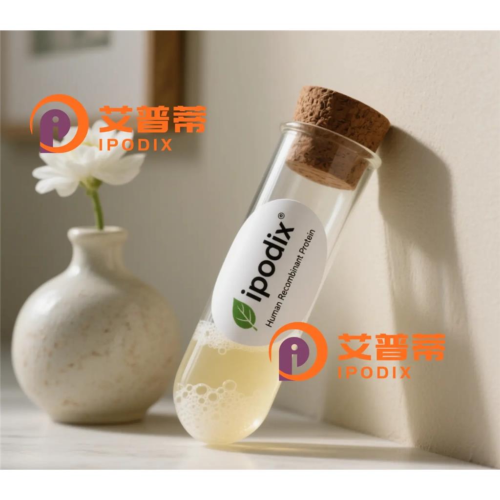 CCN6抗体—艾普蒂