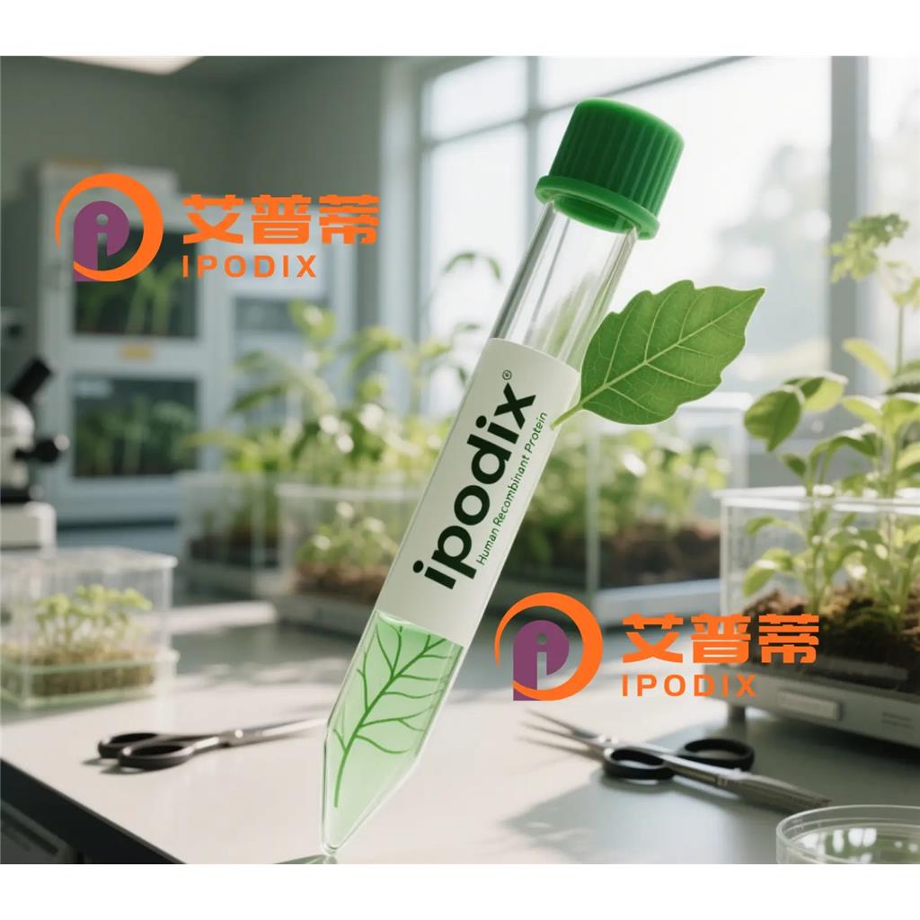 ATP1B4抗体—艾普蒂