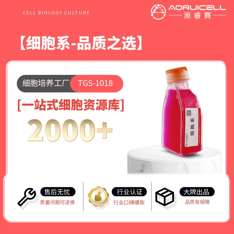 PC-3-GFP（人前列腺癌细胞荧光素酶标记）