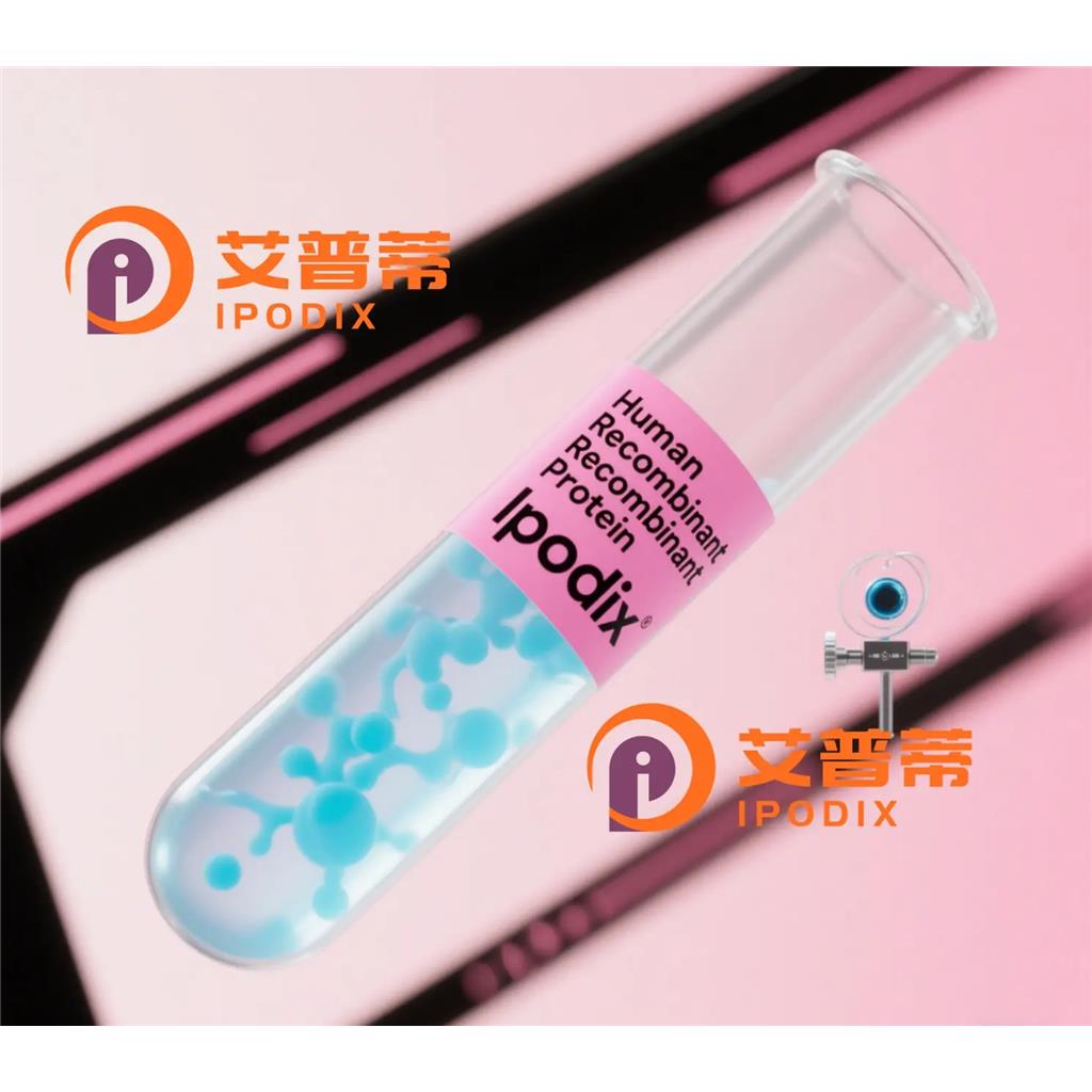 POLB抗体—艾普蒂