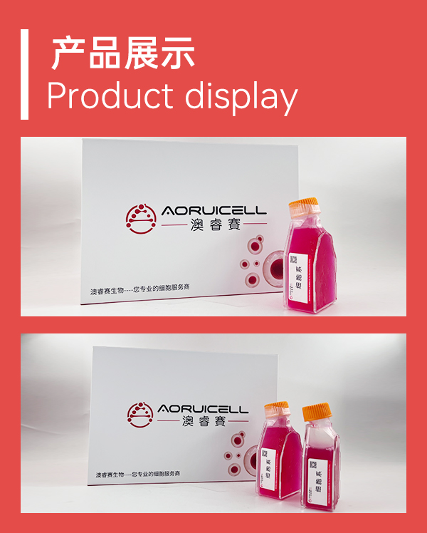 MDA-MB-231/DDP-GFP（人乳腺癌顺铂耐药株）