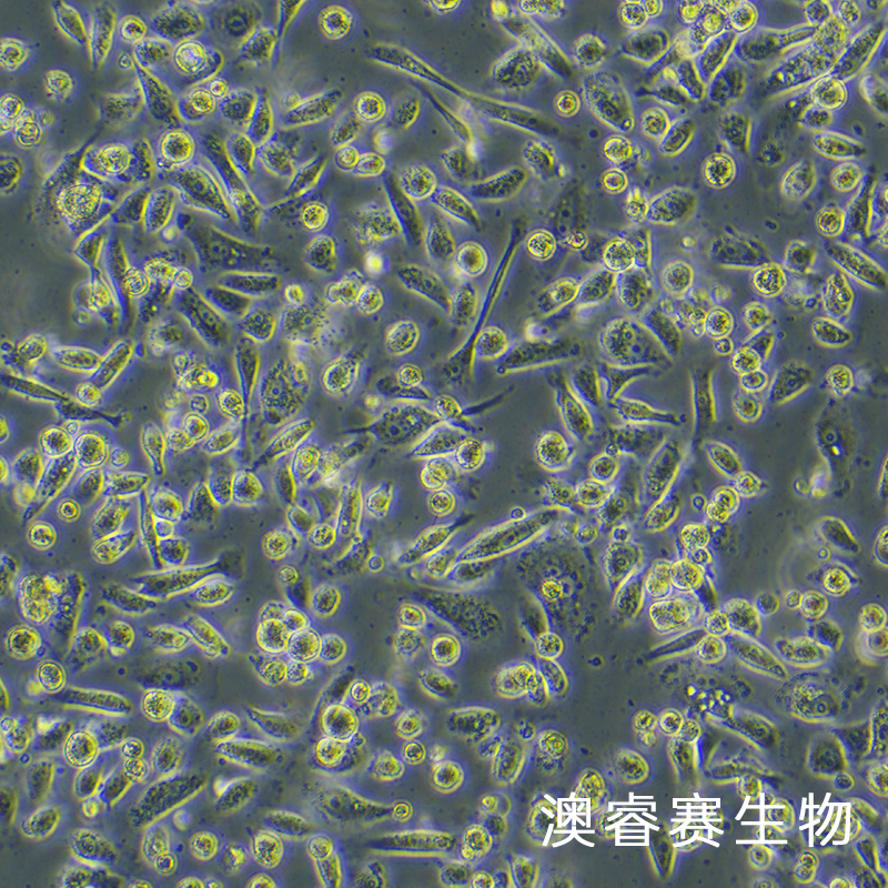 BxPC-3-LUC（人原位胰腺腺癌细胞-荧光素酶标记）