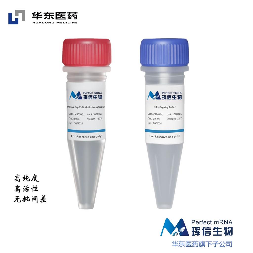 mRNA Cap 2′-O-Methyltransferase , mRNA 2'-OMe转移酶