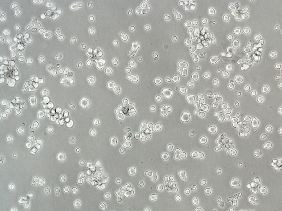 769-P Cells人肾细胞腺癌细胞低代次保种|STR图谱