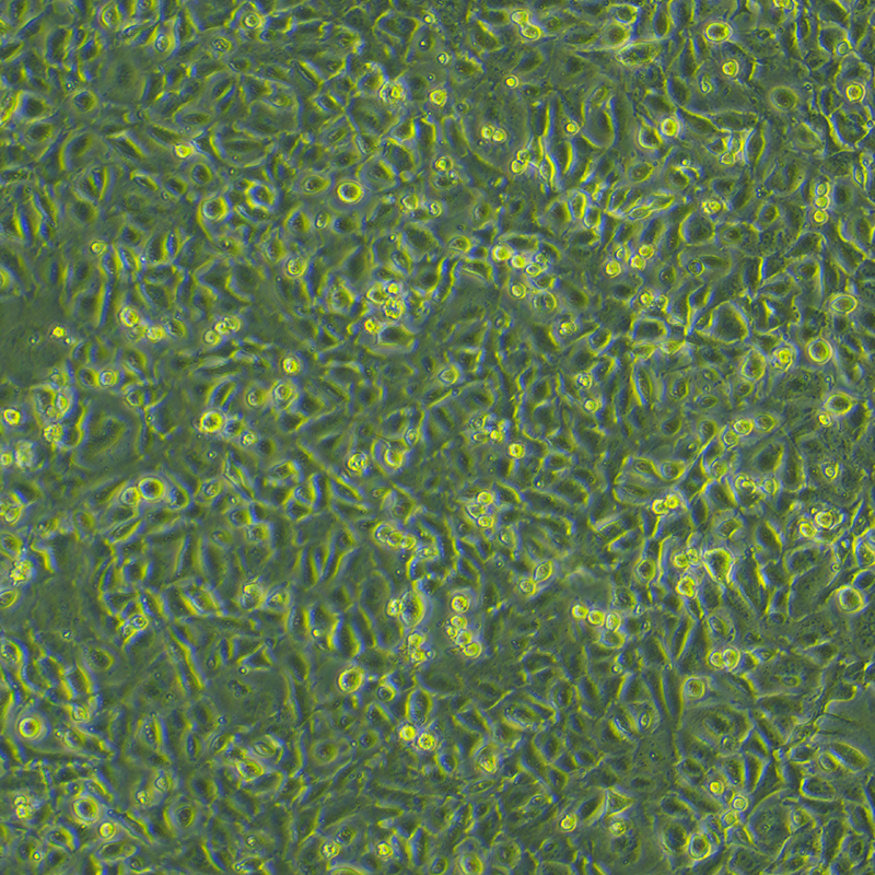 HC11（小鼠乳腺上皮细胞）