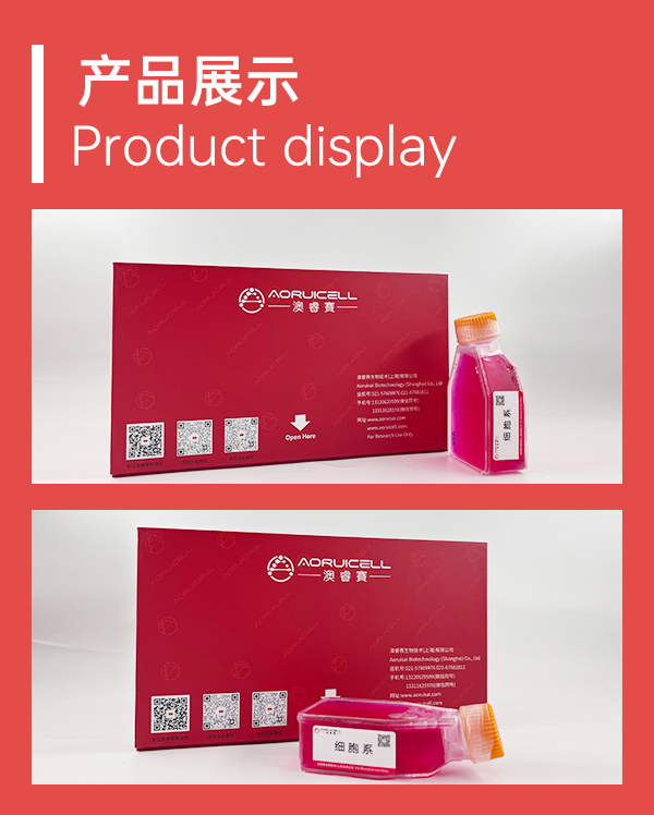 MFC-LUC（小鼠胃癌细胞-荧光素酶标记）