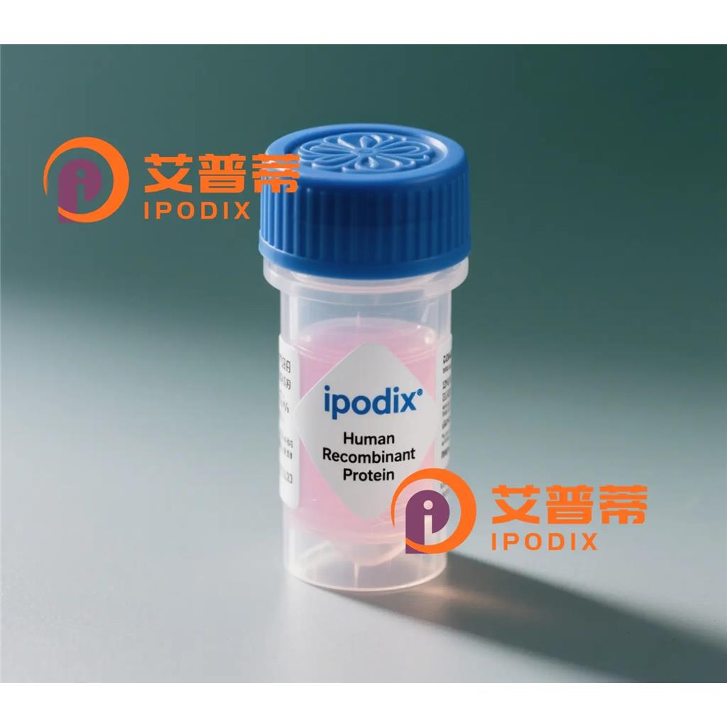 DDR2抗体;DDR2 Antibody—艾普蒂