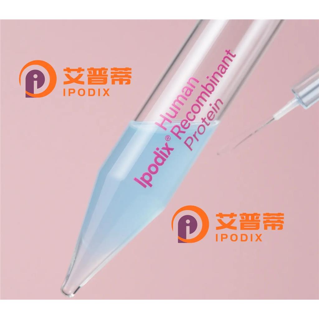 PIP5K1C抗体;PIP5K1C Antibody—艾普蒂