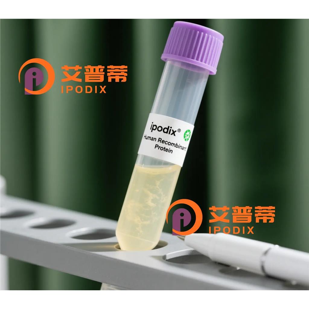 ELK1抗体;ELK1 Antibody—艾普蒂