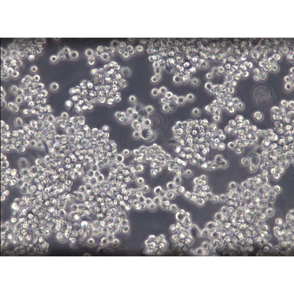 HTh7 Cells人甲状腺癌细胞传代率高|STR图谱