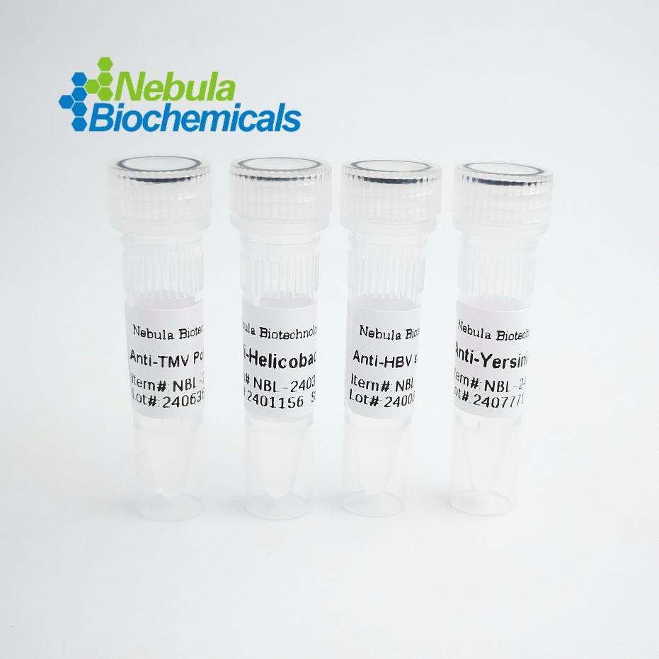 IBA1 AIF1抗体 | Anti-IBA1/AIF1 Monoclonal Antibody