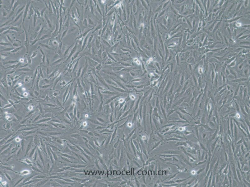 THLE-2细胞 (人肝永生化细胞) (STR鉴定正确)CL-0833