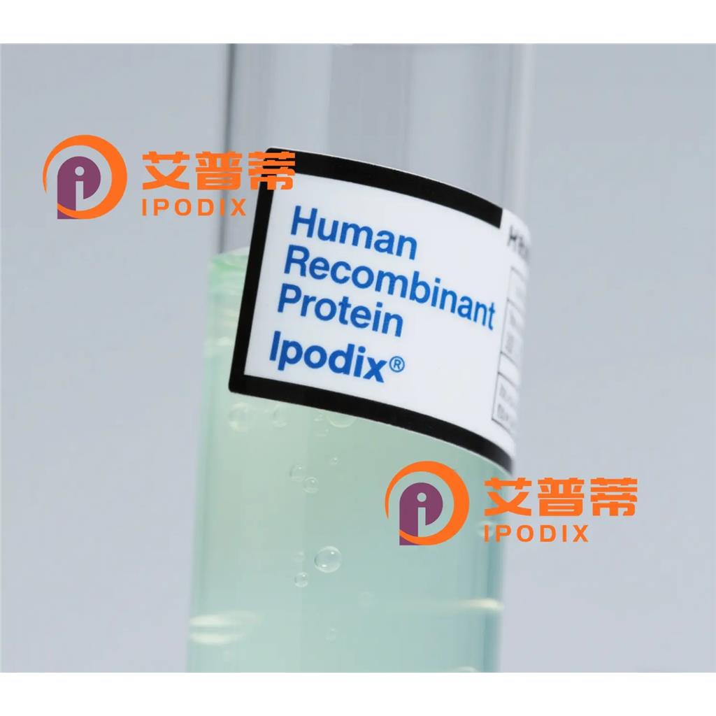 BACE2抗体;BACE2 Antibody—艾普蒂