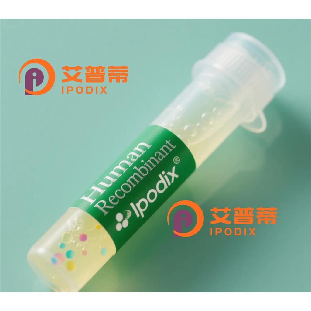 CCNYL1抗体;CCNYL1 Antibody—艾普蒂
