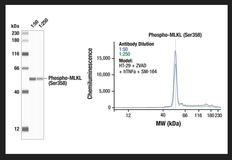 磷酸化混合系激酶结构域样蛋白（丝氨酸358）抗体（兔单抗，克隆号：D6H3V）