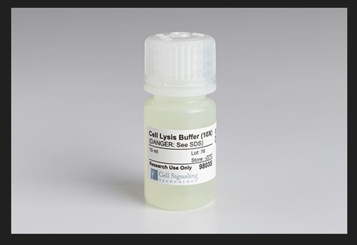 10倍浓缩细胞裂解缓冲液