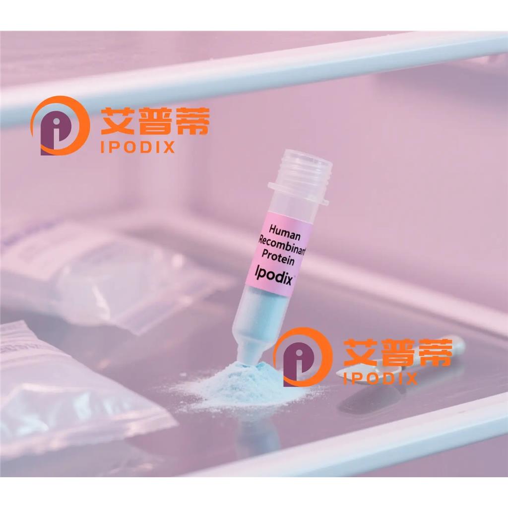 Cdc16/APC6抗体;Cdc16/APC6 Antibody—艾普蒂