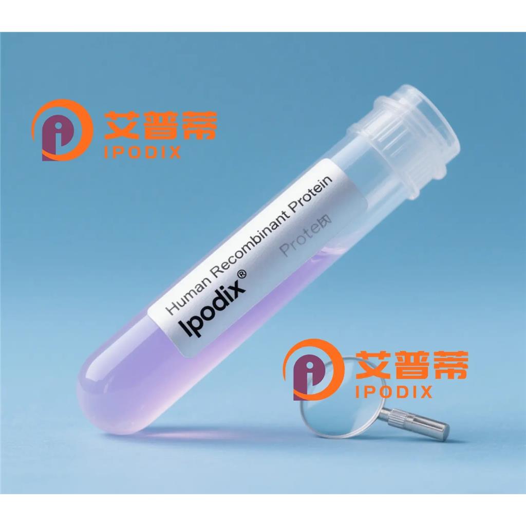 PDIA6抗体;PDIA6 Antibody—艾普蒂