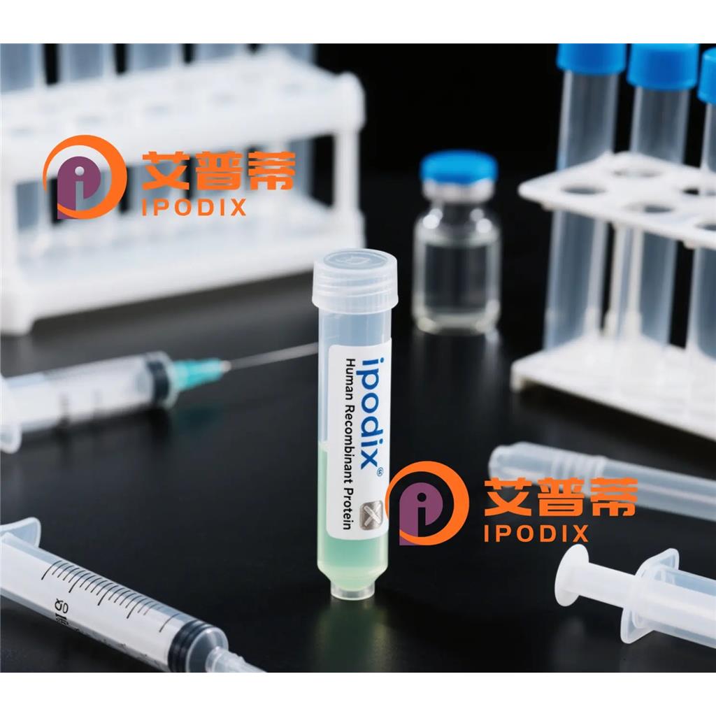 MEF2A+MEF2C抗体;MEF2A+MEF2C Antibody—艾普蒂