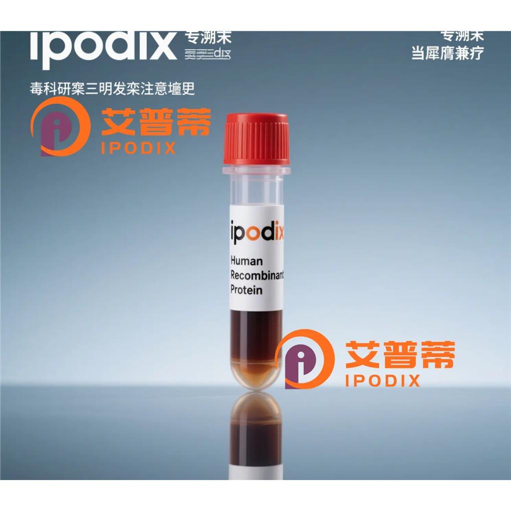 SynGAP抗体;SynGAP Antibody—艾普蒂