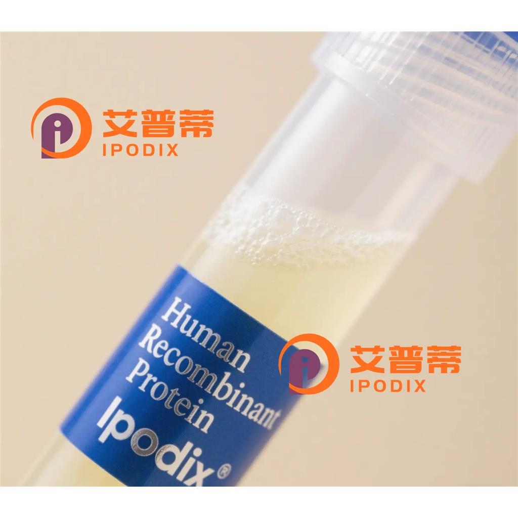 TIP49A抗体;TIP49A Antibody—艾普蒂