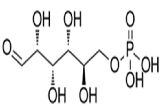 D-葡萄糖-6-磷酸
