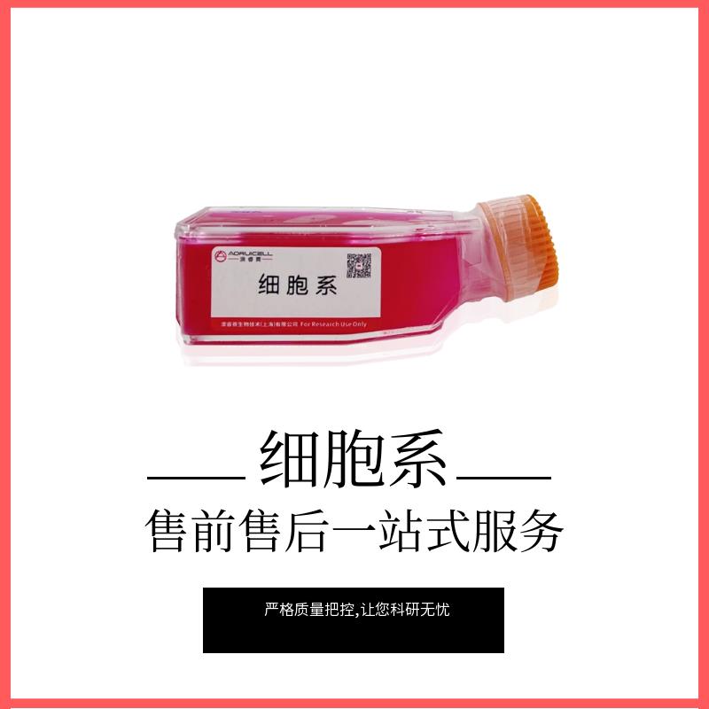 OAW42（卵巢癌细胞）