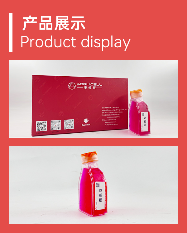 DIFI（人结直肠腺癌细胞）