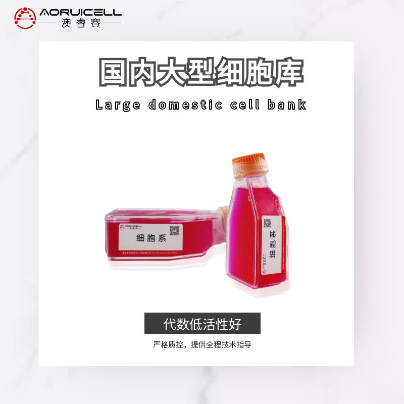 COV504（人卵巢癌细胞）