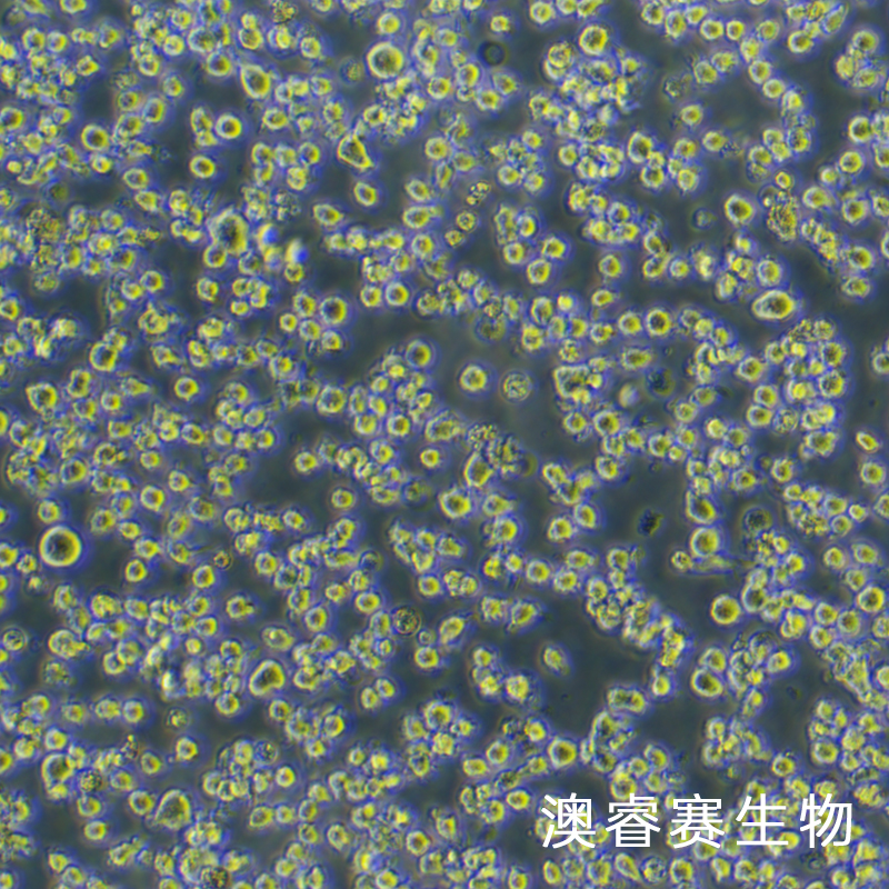 HMC-1（人肥大细胞）