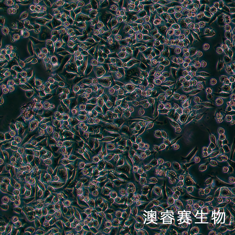 SNU601（人胃癌细胞）