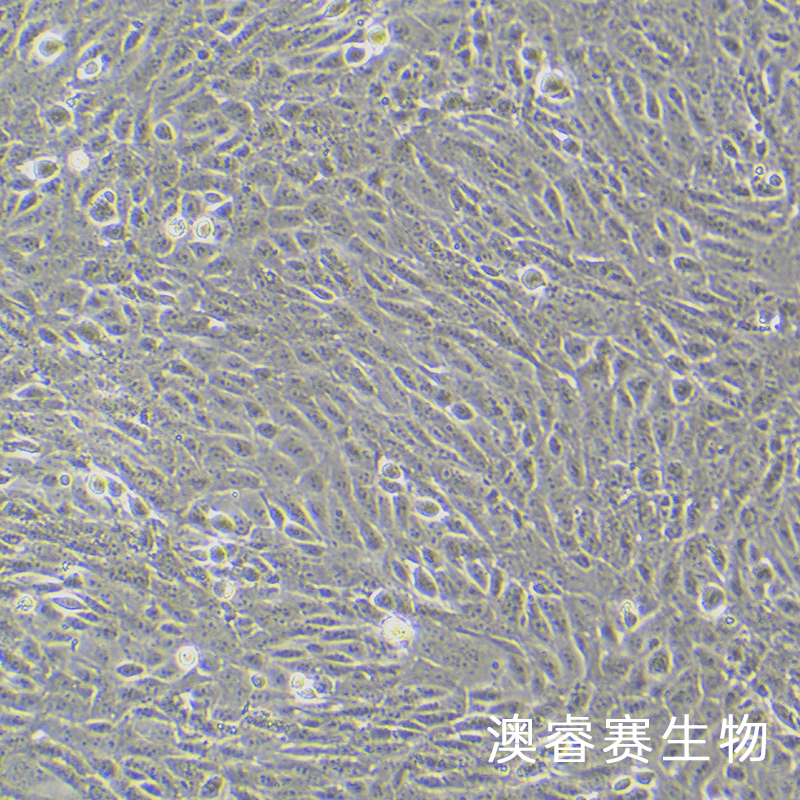 M-1（小鼠肾集合管细胞）