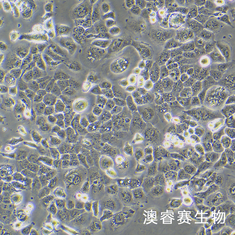 A253（人颌下腺鳞癌细胞）