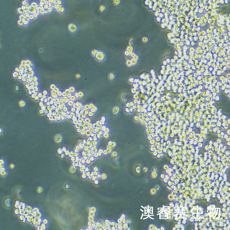 NCI-H2122（人肺腺癌细胞）