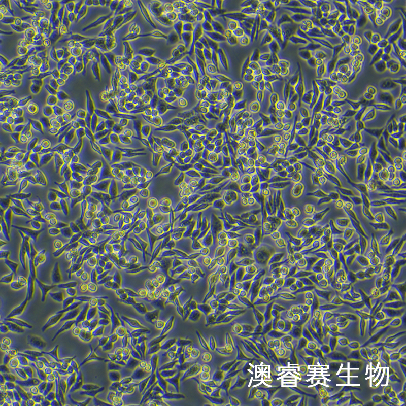 HD-11（鸡巨噬细胞）