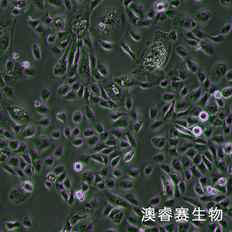 HSC-3（人口腔鳞状癌细胞）