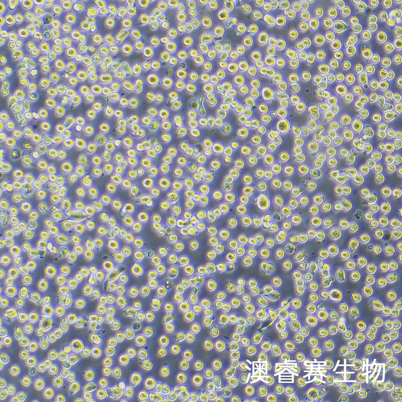 DAMI（人巨核细胞白血病细胞）