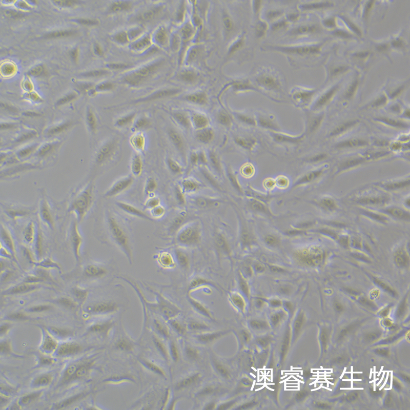 CFSC-8B（大鼠肝星形活细胞）