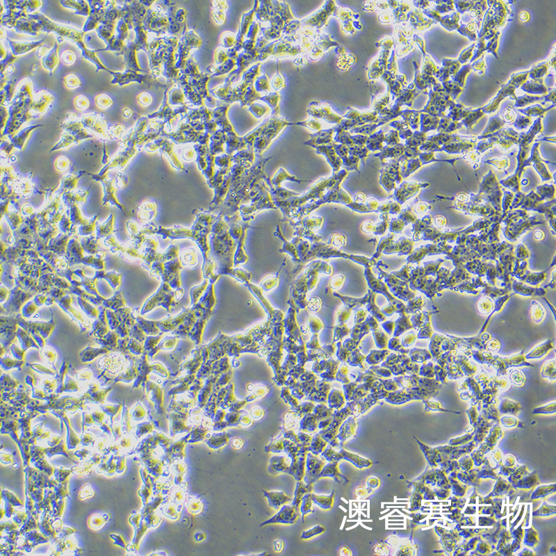 MN9D（小鼠中脑多巴胺能神经元细胞）