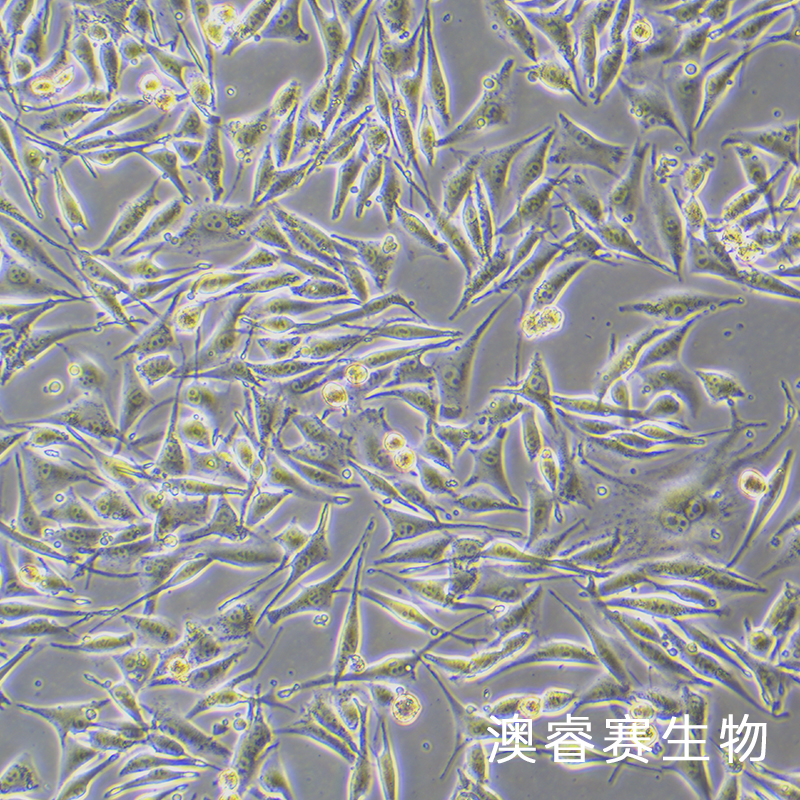 SK-MEL-28（人恶性黑色素瘤细胞 ）