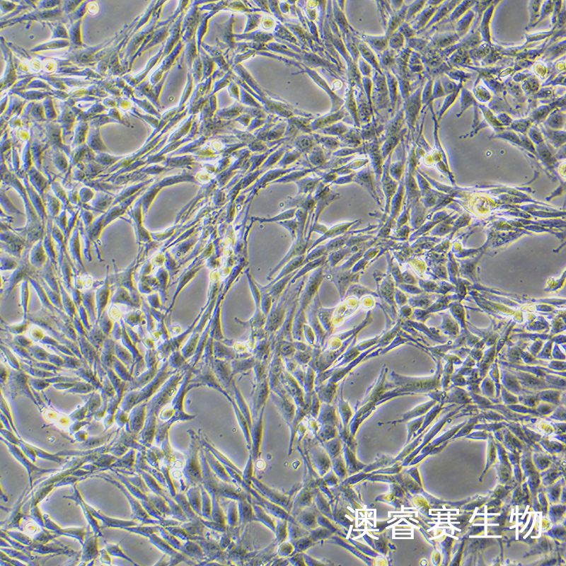 B104（大鼠神经母细胞瘤细胞）