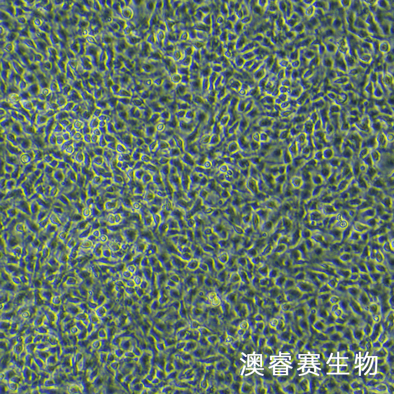 OLN-93（大鼠少突胶质前体细胞）