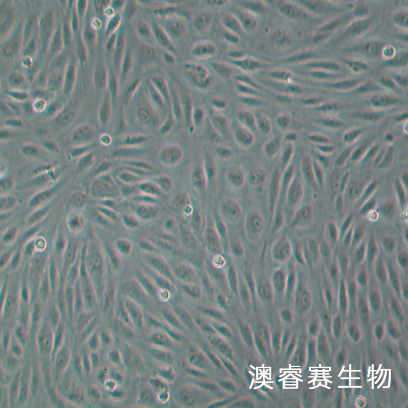 HRGEC（人肾小球内皮细胞）