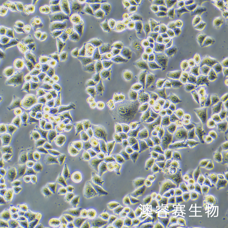 SCL-1（人皮肤鳞状细胞癌细胞）
